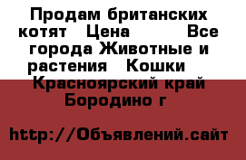 Продам британских котят › Цена ­ 500 - Все города Животные и растения » Кошки   . Красноярский край,Бородино г.